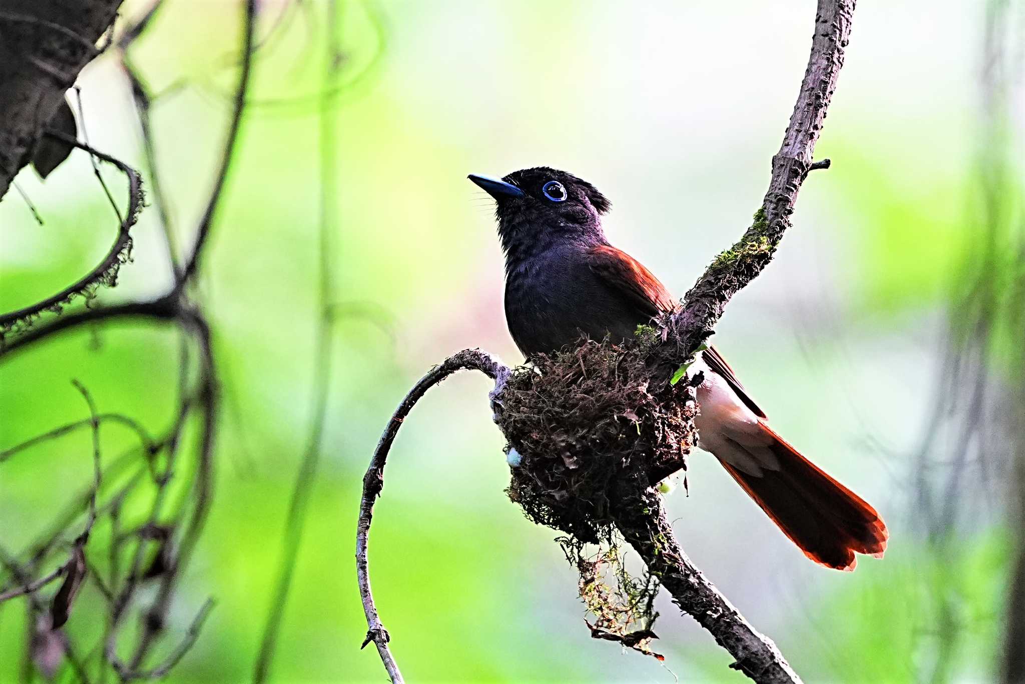 毛呂山 サンコウチョウの写真 by 川４