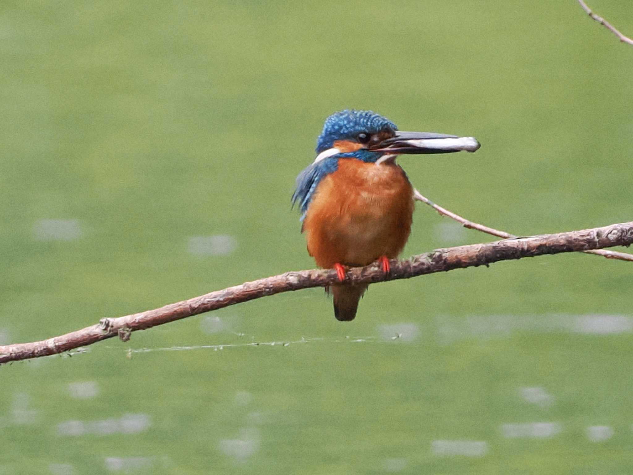 カワセミ