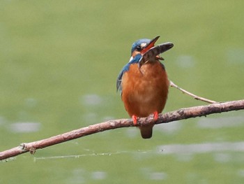 2023年5月23日(火) 福井緑地(札幌市西区)の野鳥観察記録