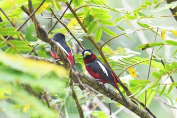 クロアカヒロハシ ケーン・クラチャン国立公園 2018年6月10日(日)