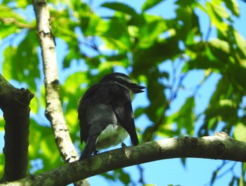 リュウキュウサンショウクイ 稲佐山公園 2023年5月23日(火)