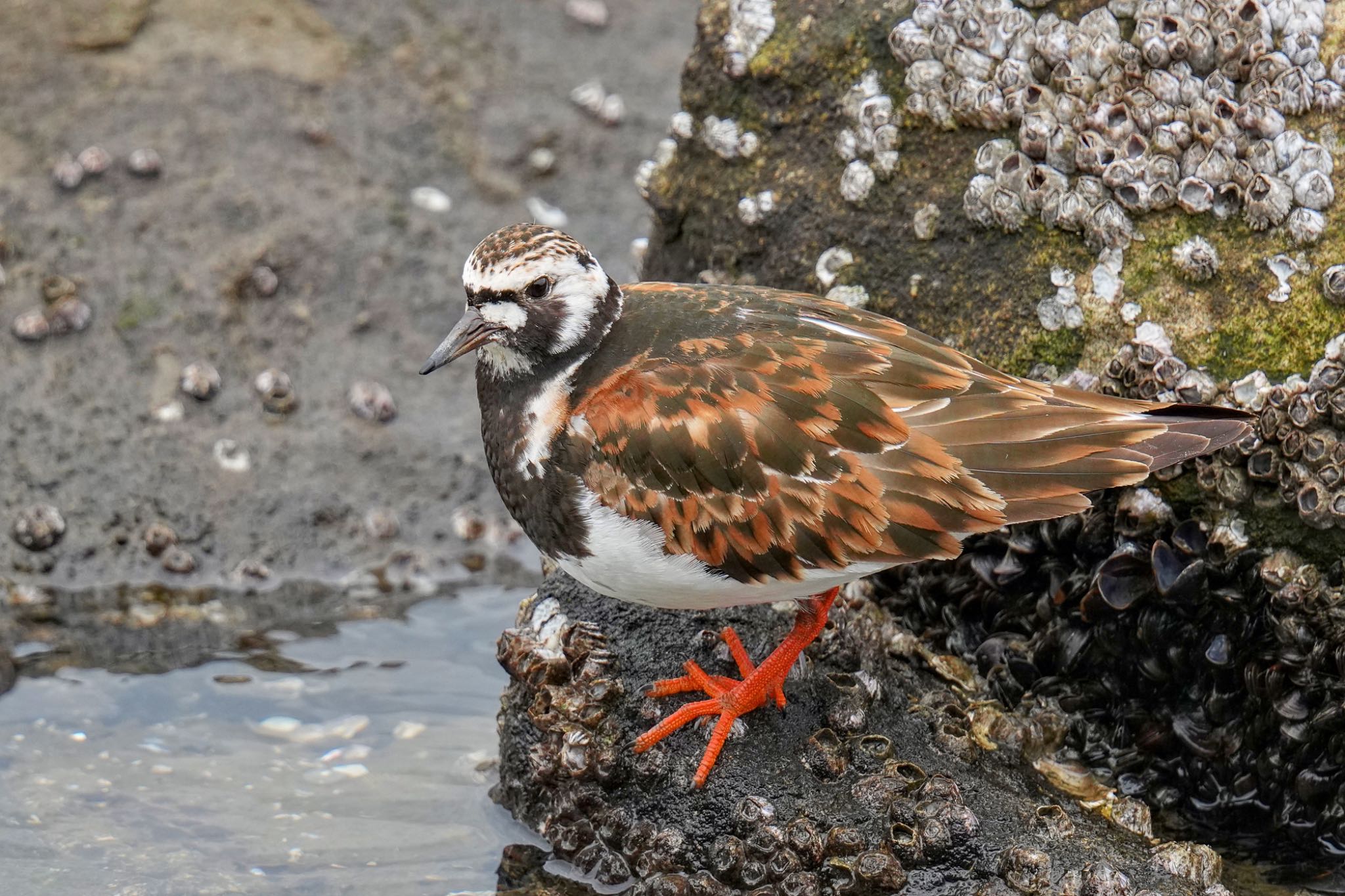 Ruddy Turnstone