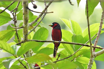 クロアカヒロハシ ケーン・クラチャン国立公園 2018年6月10日(日)