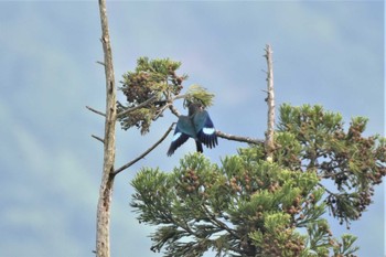 ブッポウソウ 松之山 2023年5月20日(土)