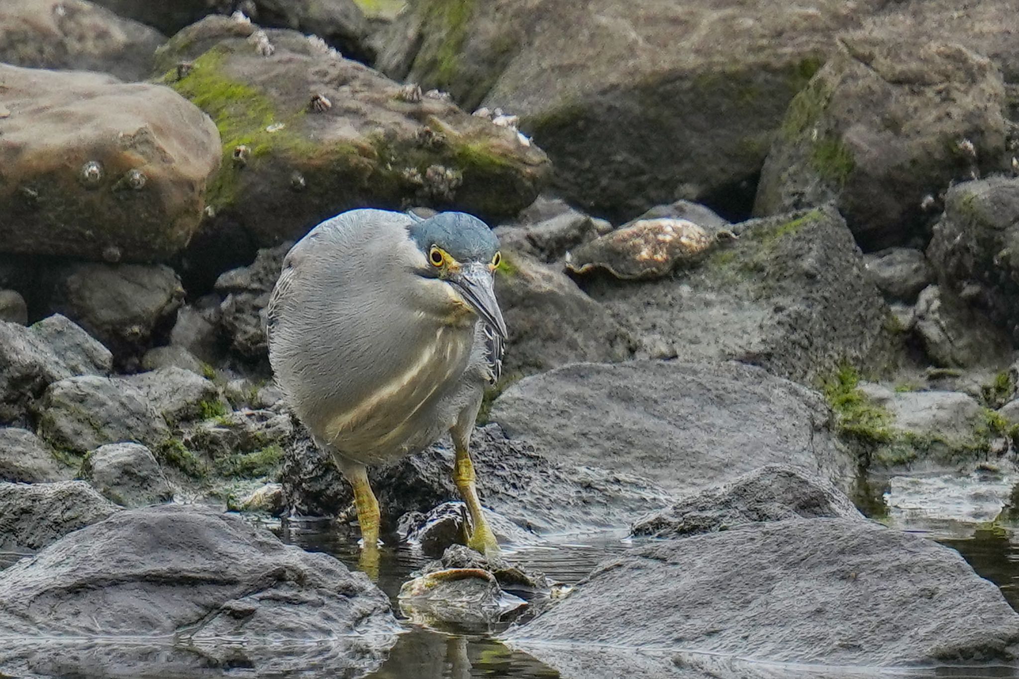 Photo of Striated Heron at Tokyo Port Wild Bird Park by アポちん