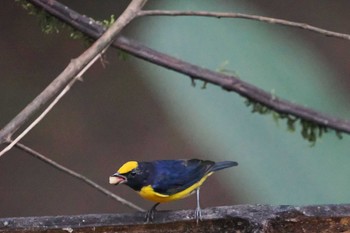 ハシブトスミレフウキンチョウ Mindo(Ecuador) 2023年5月19日(金)