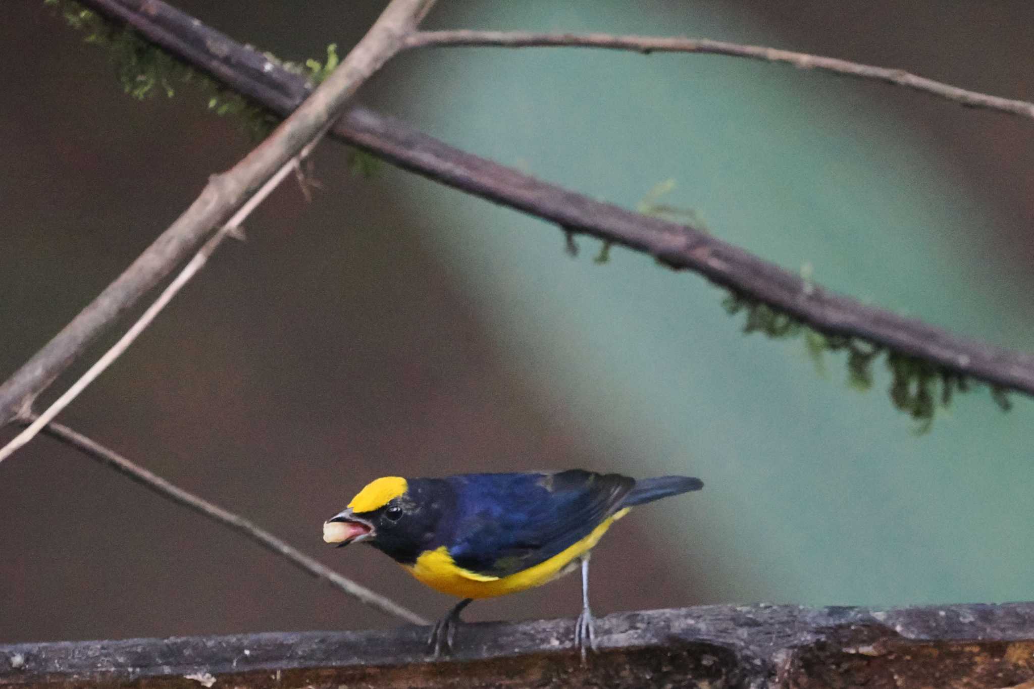 Mindo(Ecuador) ハシブトスミレフウキンチョウの写真 by 藤原奏冥