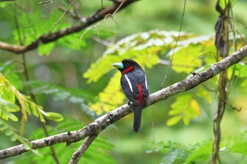 クロアカヒロハシ ケーン・クラチャン国立公園 2018年6月10日(日)