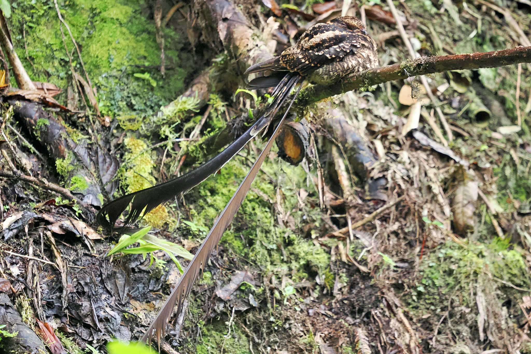 Mindo(Ecuador) タテゴトヨタカの写真 by 藤原奏冥