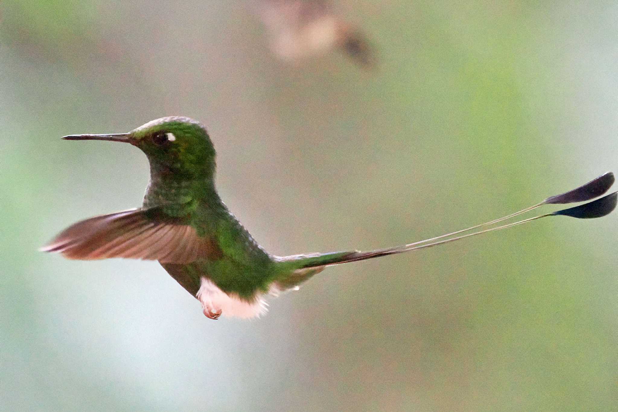 Photo of White-booted Racket-tail at Mindo(Ecuador) by 藤原奏冥