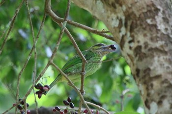 Green-eared Barbet タイ Tue, 6/12/2018