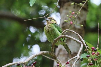 Green-eared Barbet タイ Tue, 6/12/2018