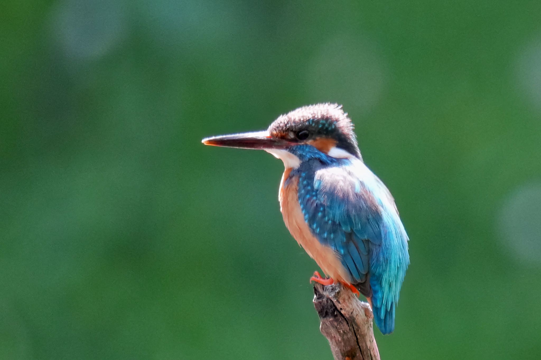 Common Kingfisher