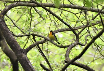 Sat, 5/20/2023 Birding report at 伊香保森林公園