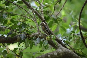 Japanese Pygmy Woodpecker 播磨中央公園(兵庫県) Sun, 6/3/2018