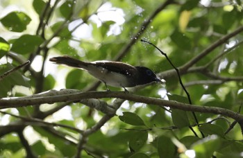 サンコウチョウ 和歌山市 2023年5月21日(日)