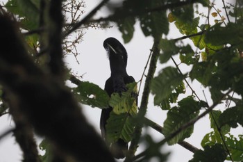 Long-wattled Umbrellabird