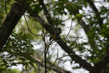 キビタキ 一庫公園 2018年6月24日(日)