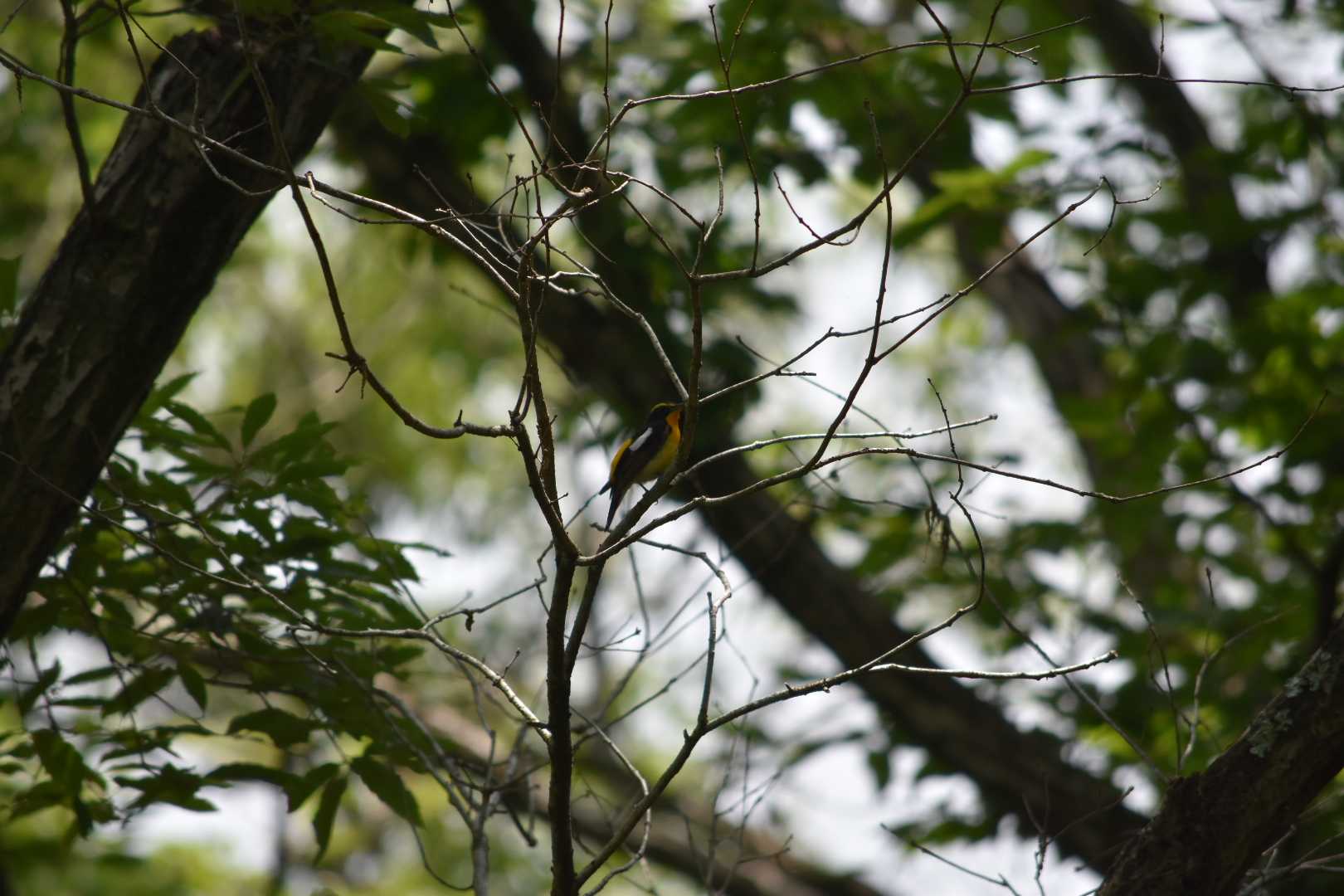 一庫公園 キビタキの写真 by Shunsuke Hirakawa