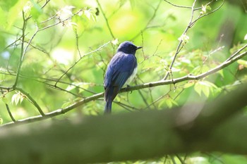 オオルリ 大阪城公園 2023年4月16日(日)