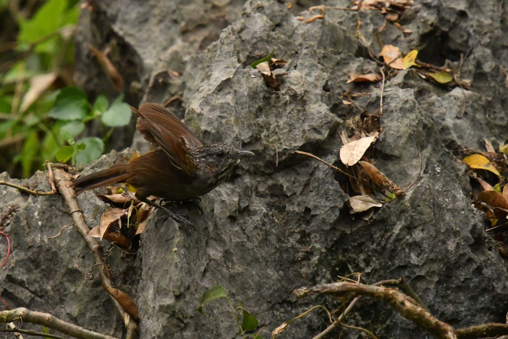 Annam Limestone Babbler