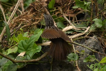 Annam Limestone Babbler ベトナム Tue, 5/2/2023