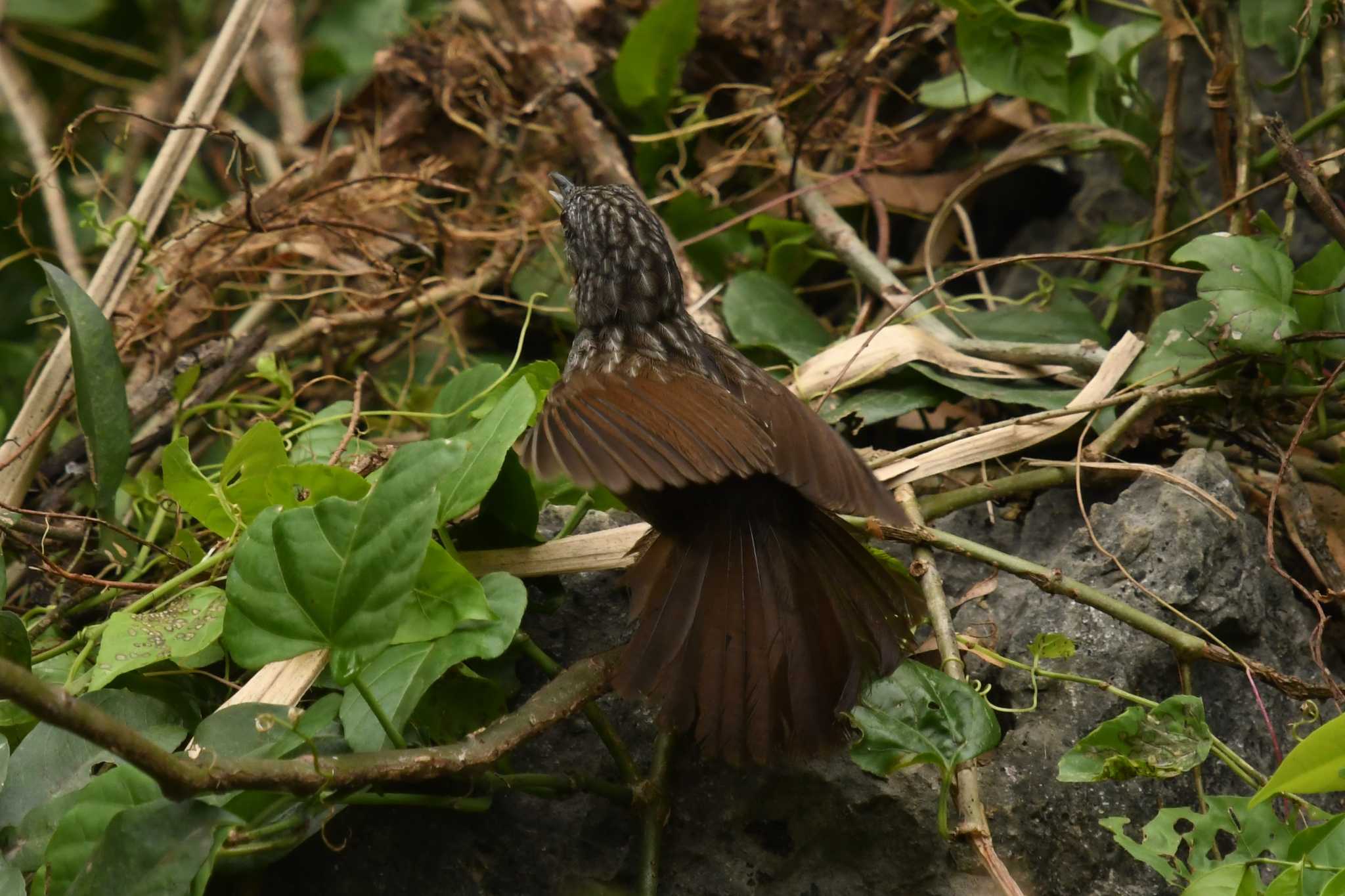 Photo of Annam Limestone Babbler at ベトナム by でみこ