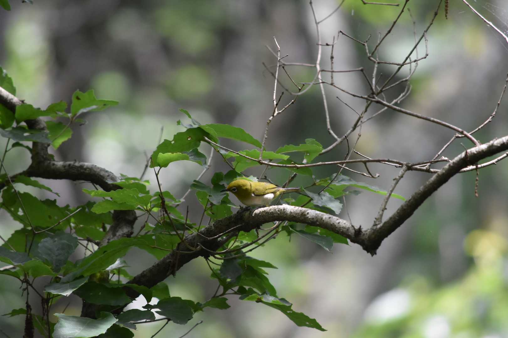 Photo of Warbling White-eye at 一庫公園 by Shunsuke Hirakawa