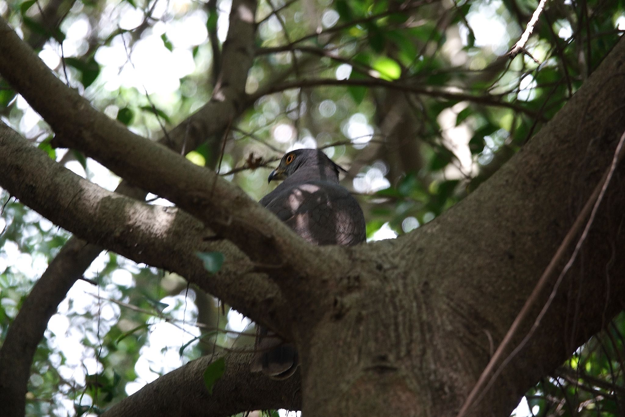 関渡自然公園 カンムリオオタカの写真 by のどか