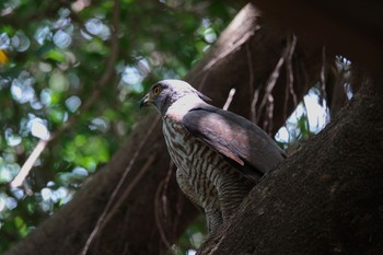 2023年5月16日(火) 関渡自然公園の野鳥観察記録