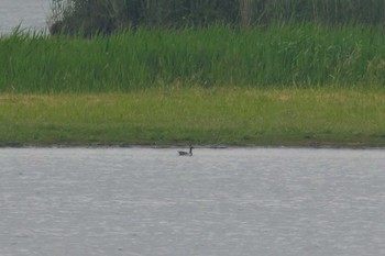 Garganey 米子水鳥公園 Mon, 5/22/2023