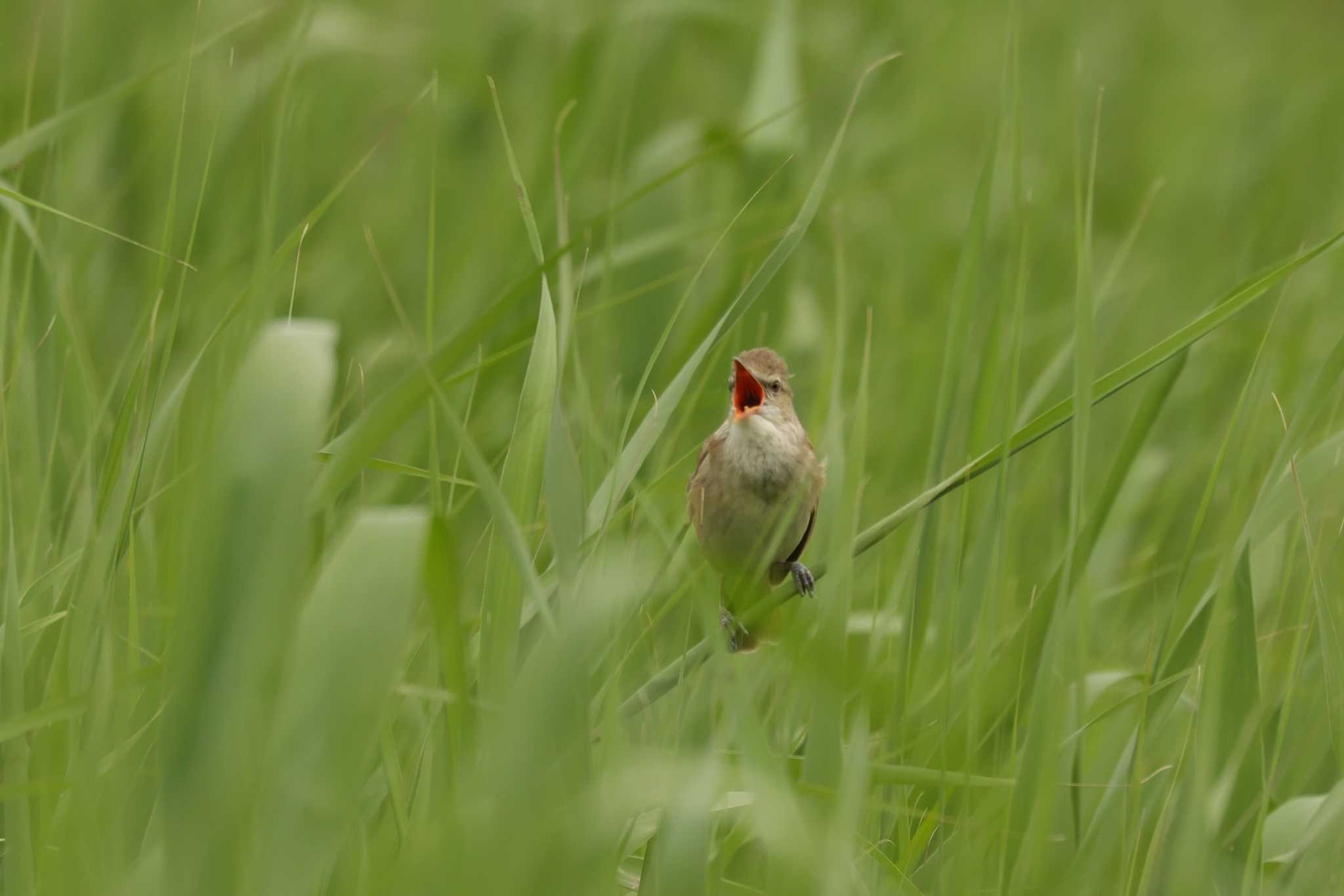 米子水鳥公園 オオヨシキリの写真 by トビトチヌ