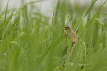 Oriental Reed Warbler 米子水鳥公園 Mon, 5/22/2023