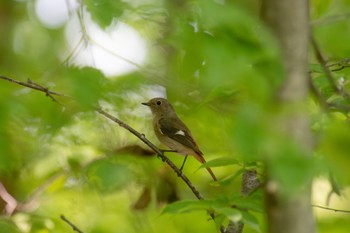 Daurian Redstart Unknown Spots Thu, 5/18/2023