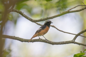 Daurian Redstart Unknown Spots Thu, 5/18/2023