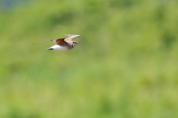 Oriental Pratincole 酒匂川河口 Fri, 5/5/2023