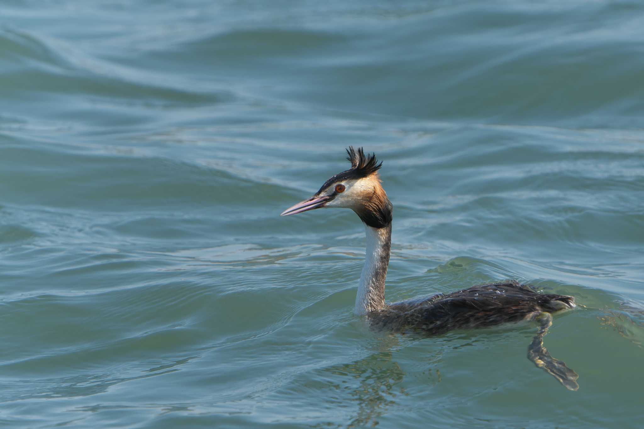 Great Crested Grebe