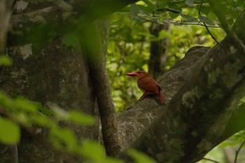 Ruddy Kingfisher Unknown Spots Wed, 7/4/2018
