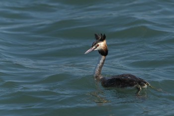 カンムリカイツブリ 見島 2023年4月30日(日)