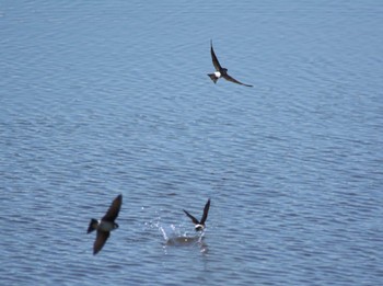 イワツバメ 東京港野鳥公園 2014年5月18日(日)