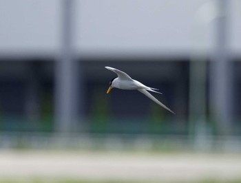 コアジサシ 東京港野鳥公園 2018年5月20日(日)