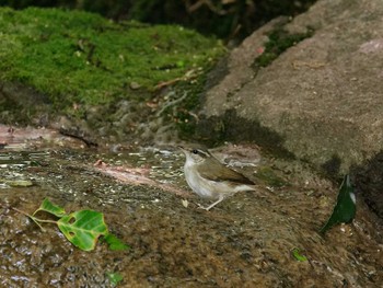 Sakhalin Leaf Warbler 横浜市立金沢自然公園 Mon, 5/3/2021