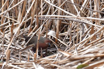 Ruddy-breasted Crake Kasai Rinkai Park Sun, 3/5/2023