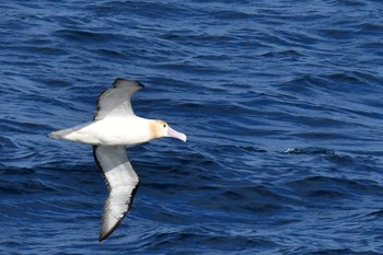 2023年3月6日(月) 八丈島航路の野鳥観察記録