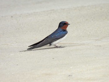 Barn Swallow 直島(香川県) Thu, 5/18/2023