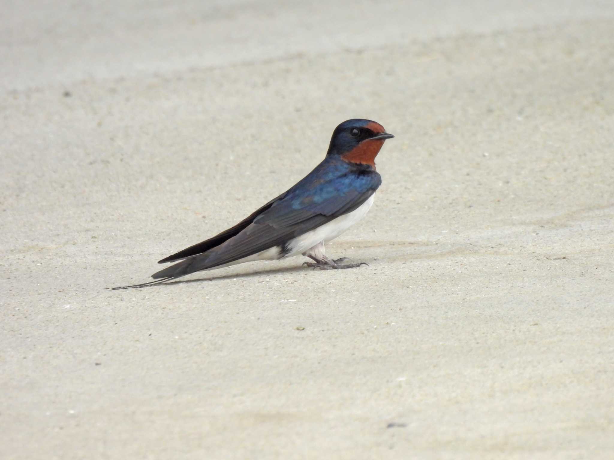 Photo of Barn Swallow at 直島(香川県) by ごろぞー