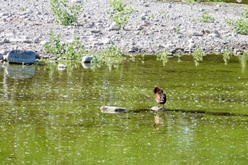 Cinnamon Teal Henderson Bird Viewing Preserve Tue, 5/9/2023