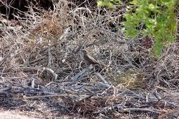 Crissal Thrasher Henderson Bird Viewing Preserve Tue, 5/9/2023