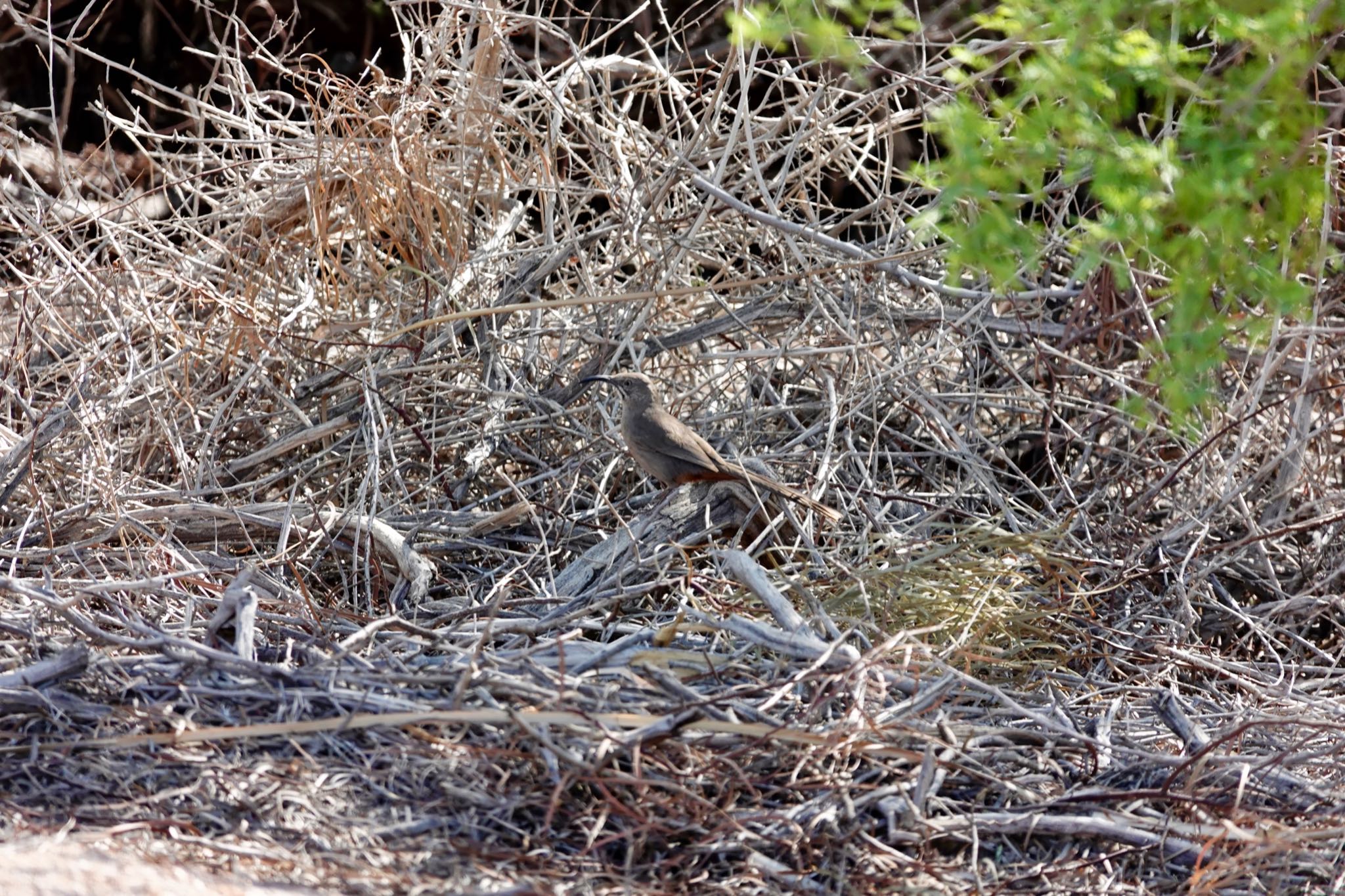 Henderson Bird Viewing Preserve アカハラツグミモドキの写真 by speedgame