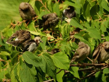 コムクドリ 東京港野鳥公園 2018年7月4日(水)